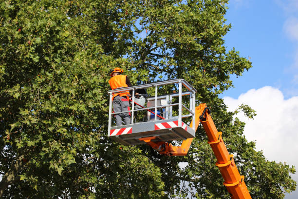  , USA Tree Services Pros